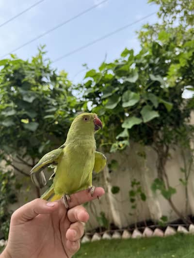 Healthy bird