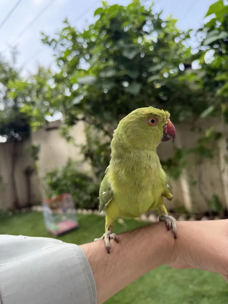 Healthy bird — photo 2