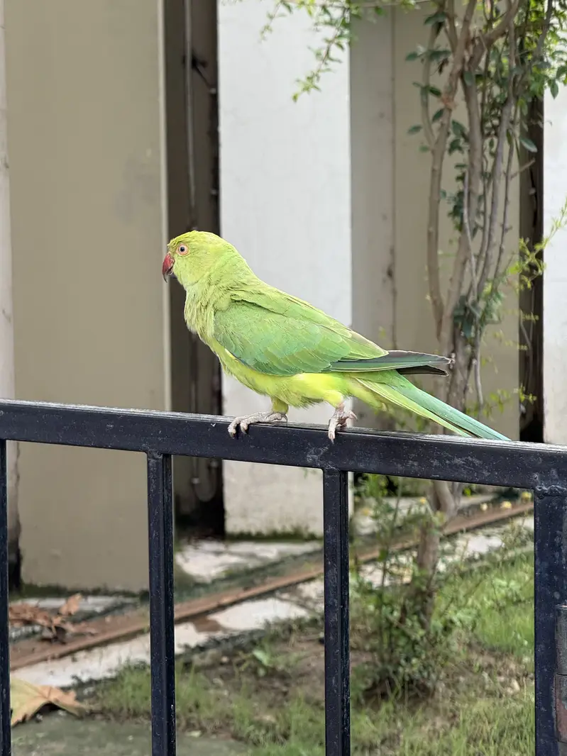 Healthy bird — photo 3