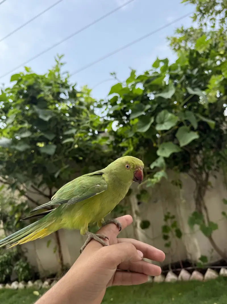 Healthy bird — photo 4