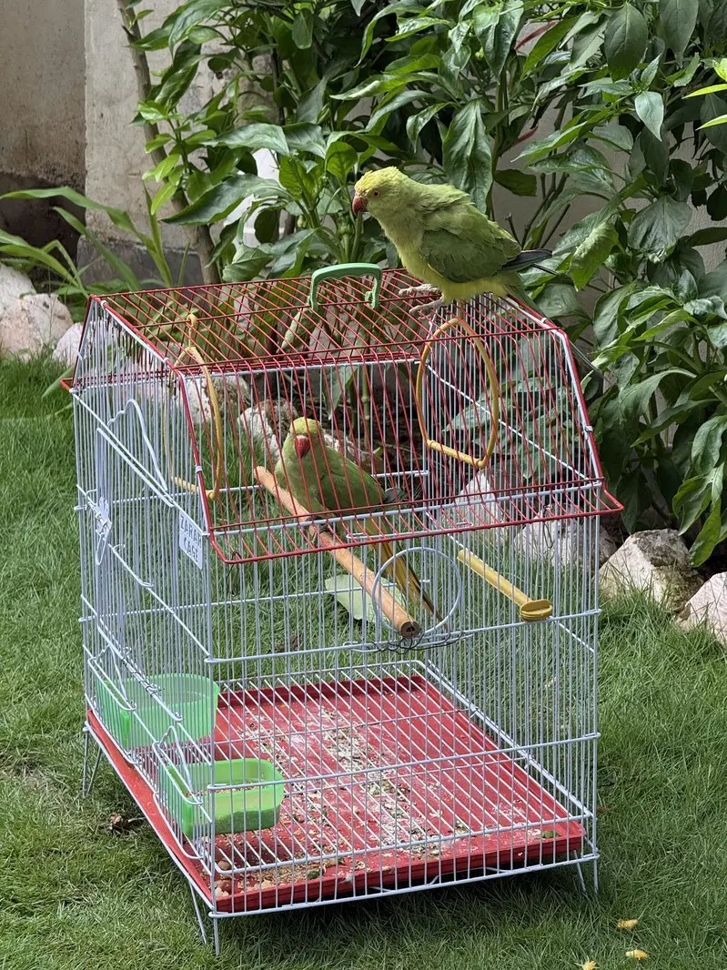 Healthy bird — photo 5