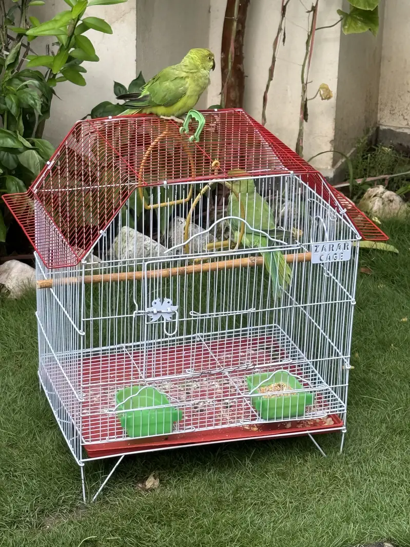 Healthy bird — photo 6