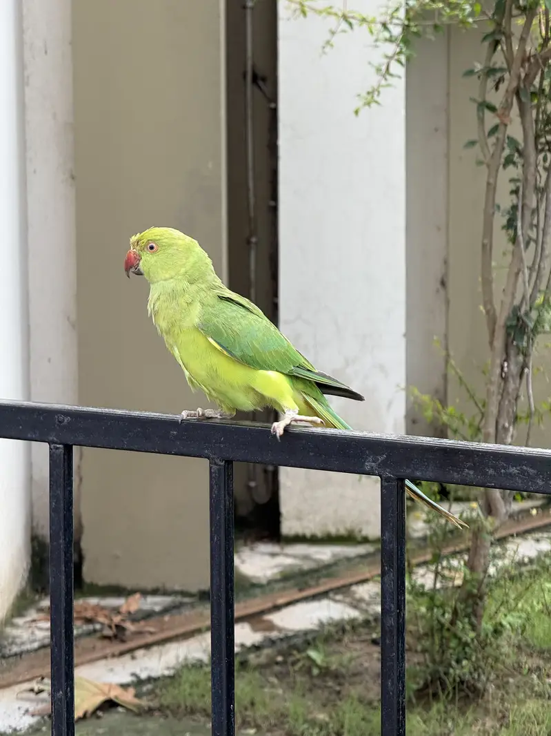 Healthy bird — photo 7