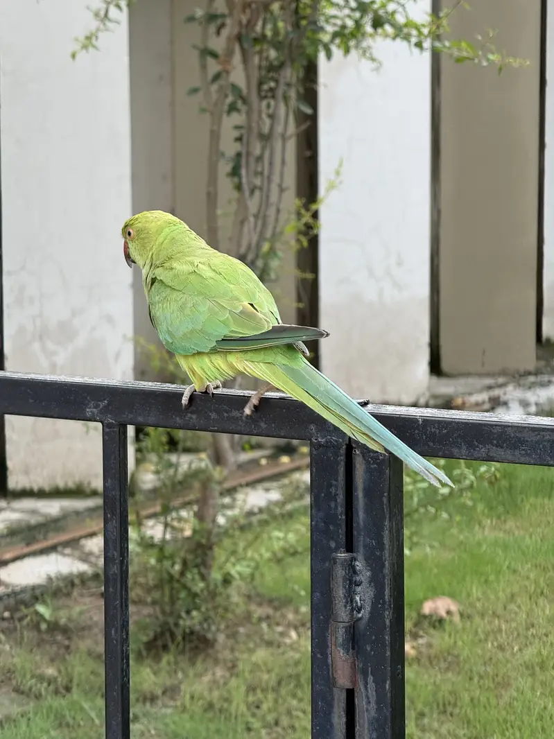 Healthy bird — photo 8