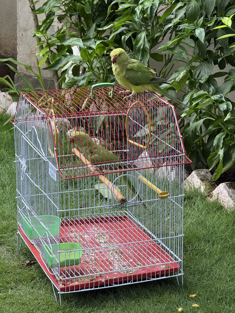 Healthy bird — photo 9