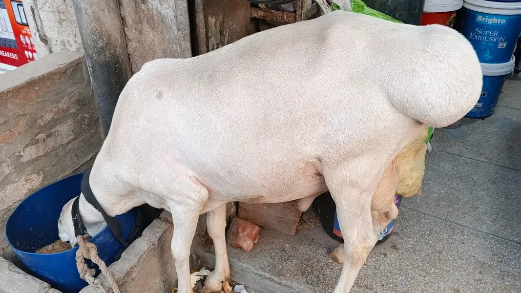 وائٹ دمبہ — photo 4