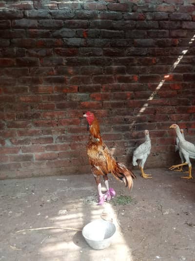 1male sale