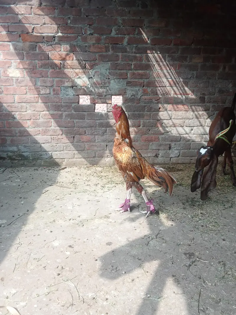 1male sale — photo 2