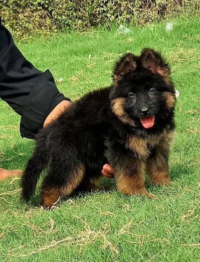 German shepherd pipes dog Urgent for sale