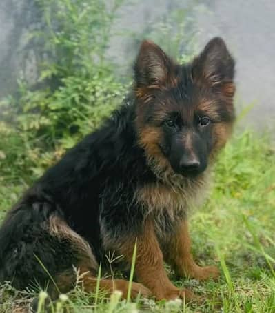 German shepherd puppies for sale healthy