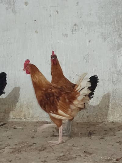 Golden Misri Male for Sale || Ghar ke palay huey