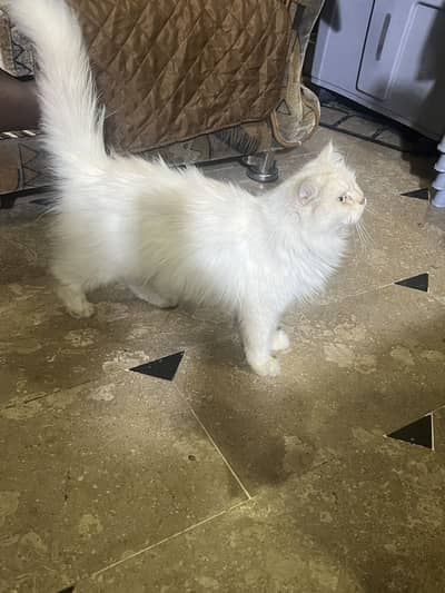 Persian white Cat