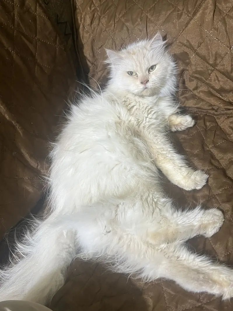 Persian white Cat — photo 2
