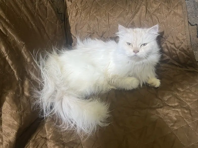 Persian white Cat — photo 3