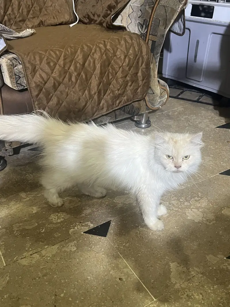 Persian white Cat — photo 4