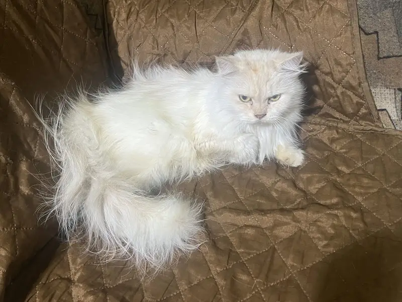 Persian white Cat — photo 5