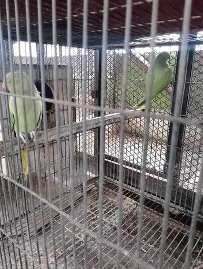Greeen ring neck pairs for sale