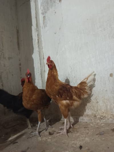 Golden misri male for sale