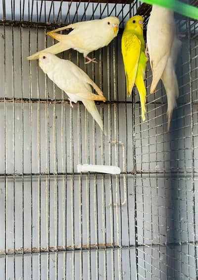 folding cage for sell