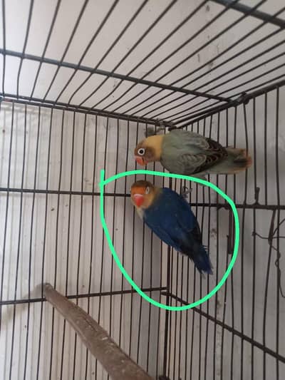 adult male lovebird