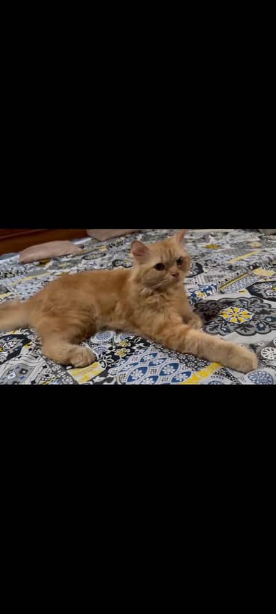 Brown Triple coated Persian Cat