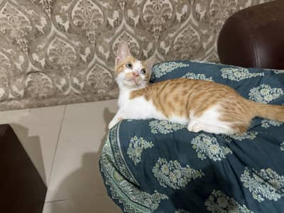 Want to give this Kitten