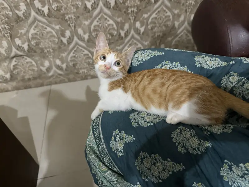 Want to give this Kitten — photo 2