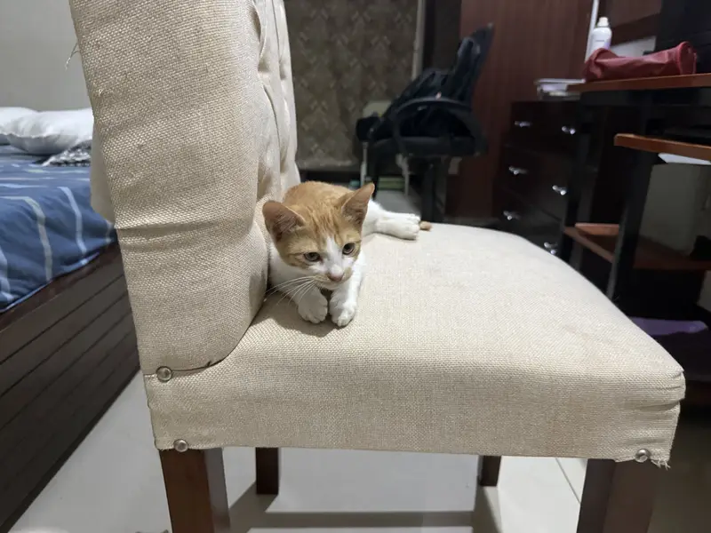 Want to give this Kitten — photo 3