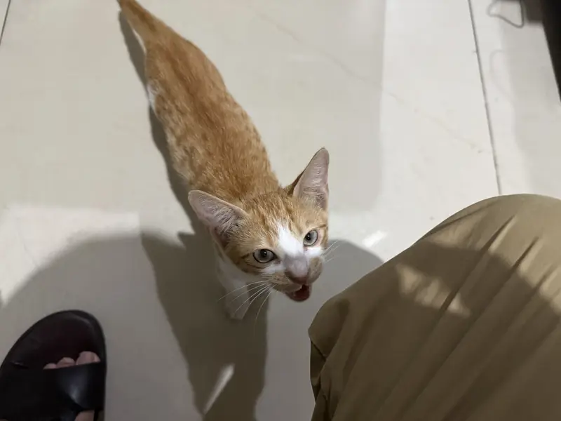 Want to give this Kitten — photo 4