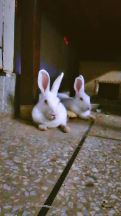 e red eyes rabbits