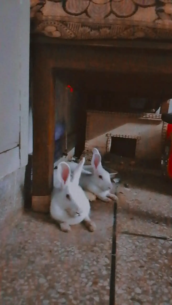 e red eyes rabbits — photo 2