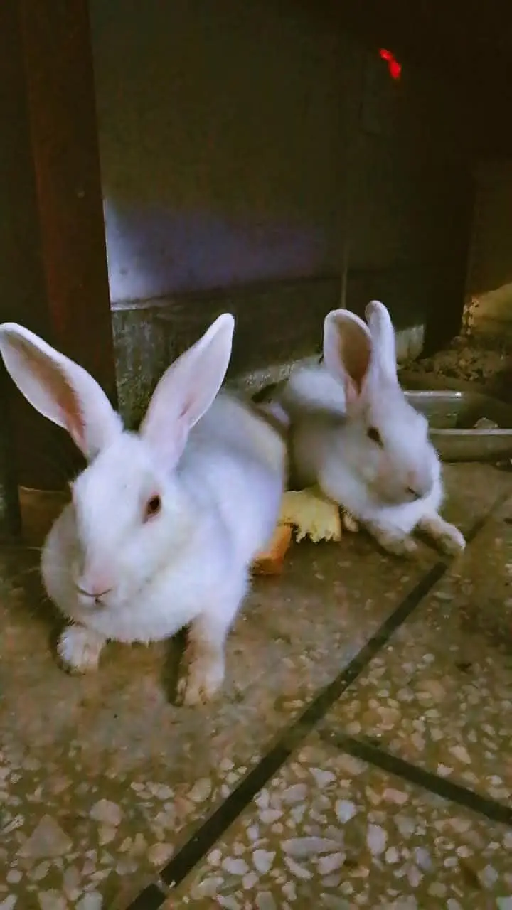 e red eyes rabbits — photo 3