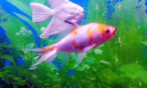 shipping fish