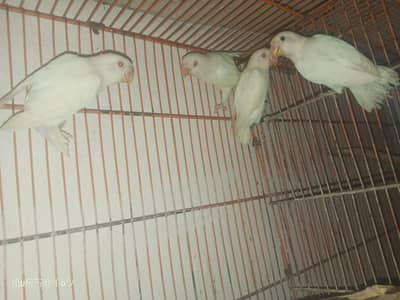 albino red eyes 4 piece for sale