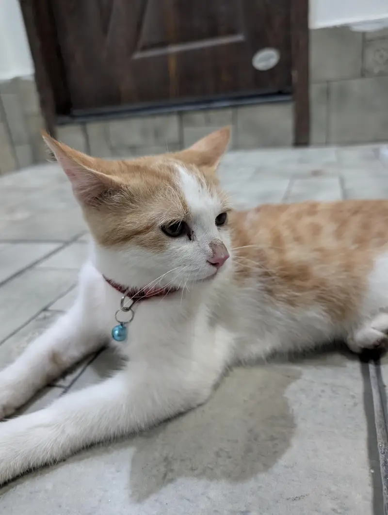 Turkish Male Cat 3 Months Fully Vaccinated — photo 2