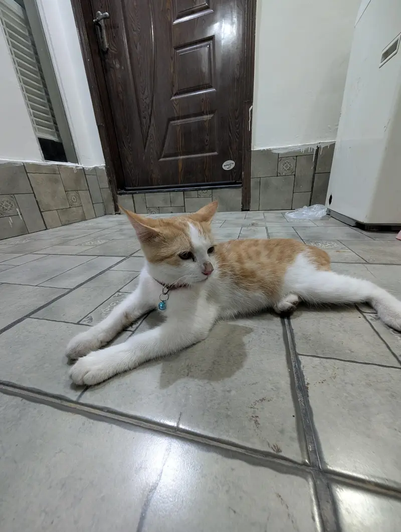 Turkish Male Cat 3 Months Fully Vaccinated — photo 3