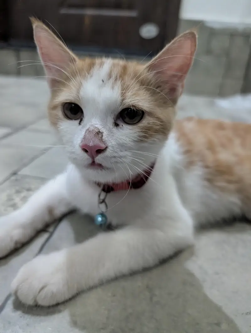Turkish Male Cat 3 Months Fully Vaccinated — photo 4