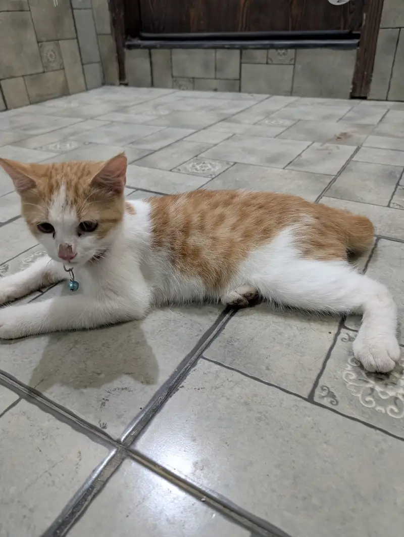 Turkish Male Cat 3 Months Fully Vaccinated — photo 5