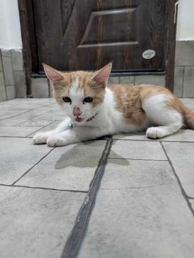 Turkish Male Cat 3 Months Fully Vaccinated