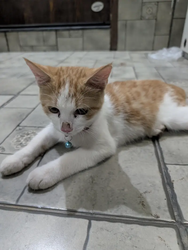 Turkish Male Cat 3 Months Fully Vaccinated — photo 6