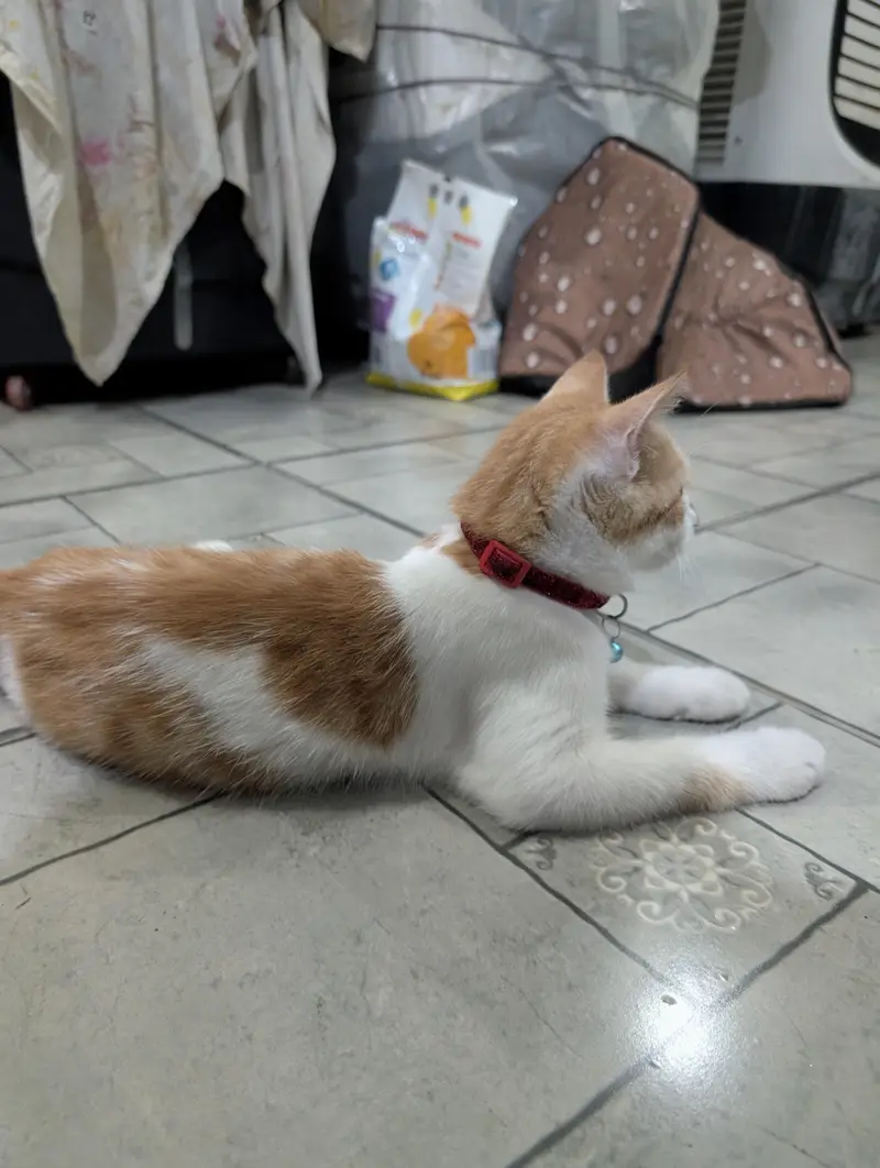 Turkish Male Cat 3 Months Fully Vaccinated — photo 7