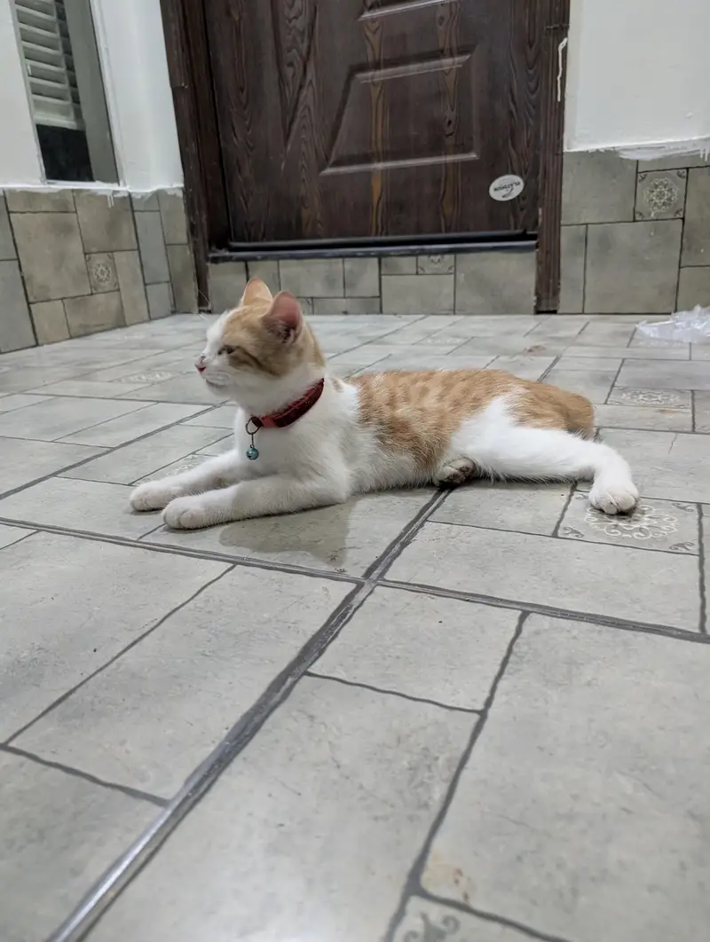Turkish Male Cat 3 Months Fully Vaccinated — photo 8
