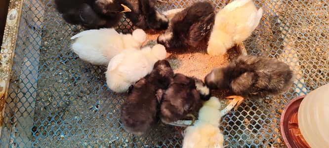 Plymouth heritage and white polish chicks
