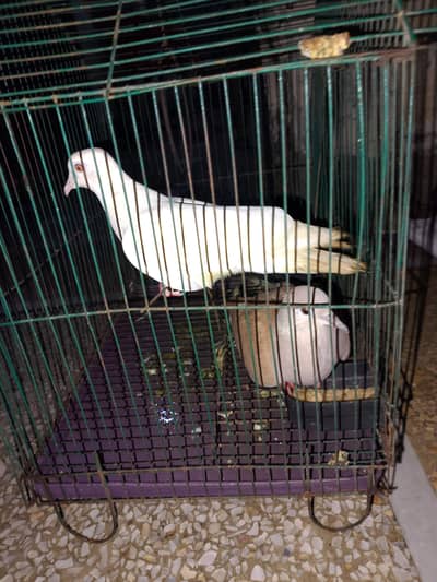 doves
