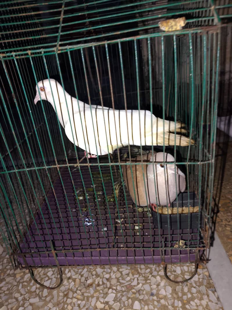 doves 0