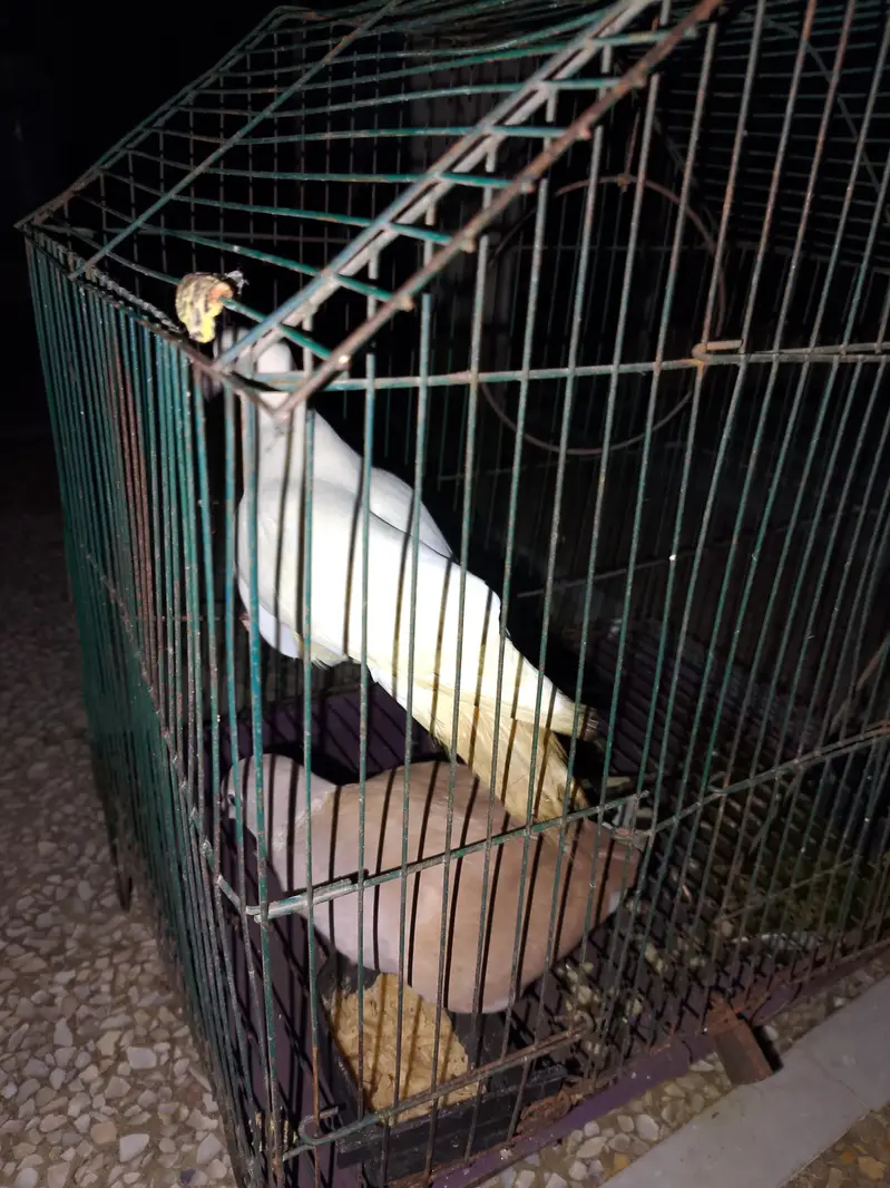 doves — photo 2