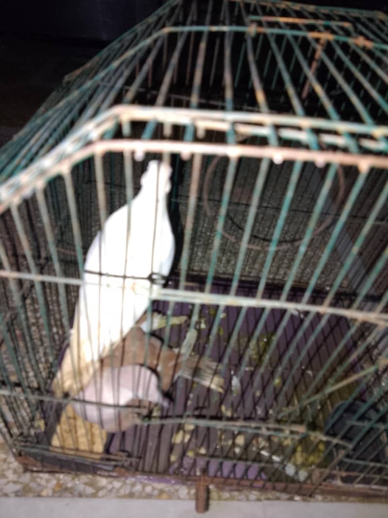 doves 2