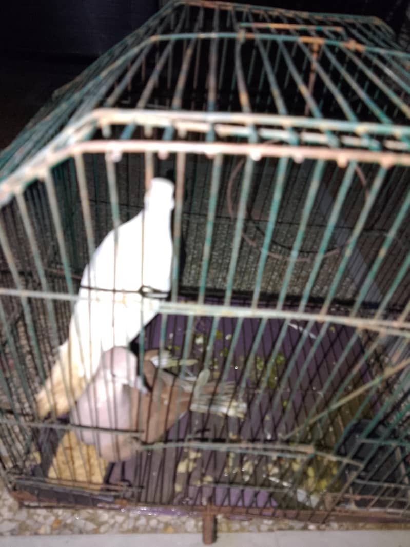 doves 3