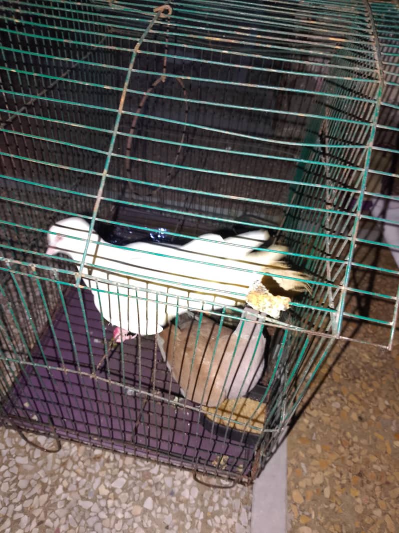 doves 4