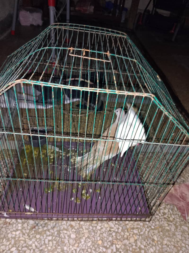 doves 5